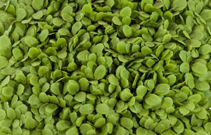 Buttercrunch Lettuce Microgreens - 22,000+ seeds