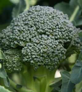 Broccoli Calabrese - ohio heirloom seeds