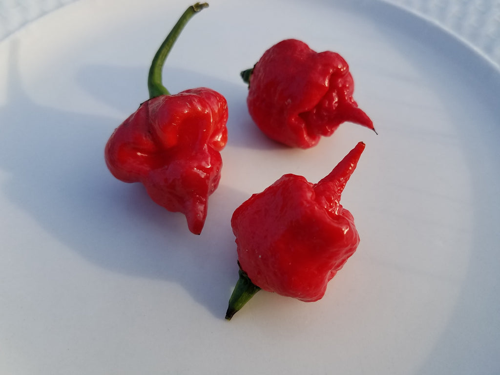 Carolina Reaper Hot Pepper- 10+ Seeds – Ohio Heirloom Seeds