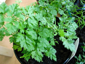 Chervil (French Parsley) - ohio heirloom seeds