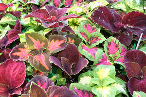 coleus bonsai flower leaf plants rainbow dragon seeds garden Coleus - Rainbow Mix Flower