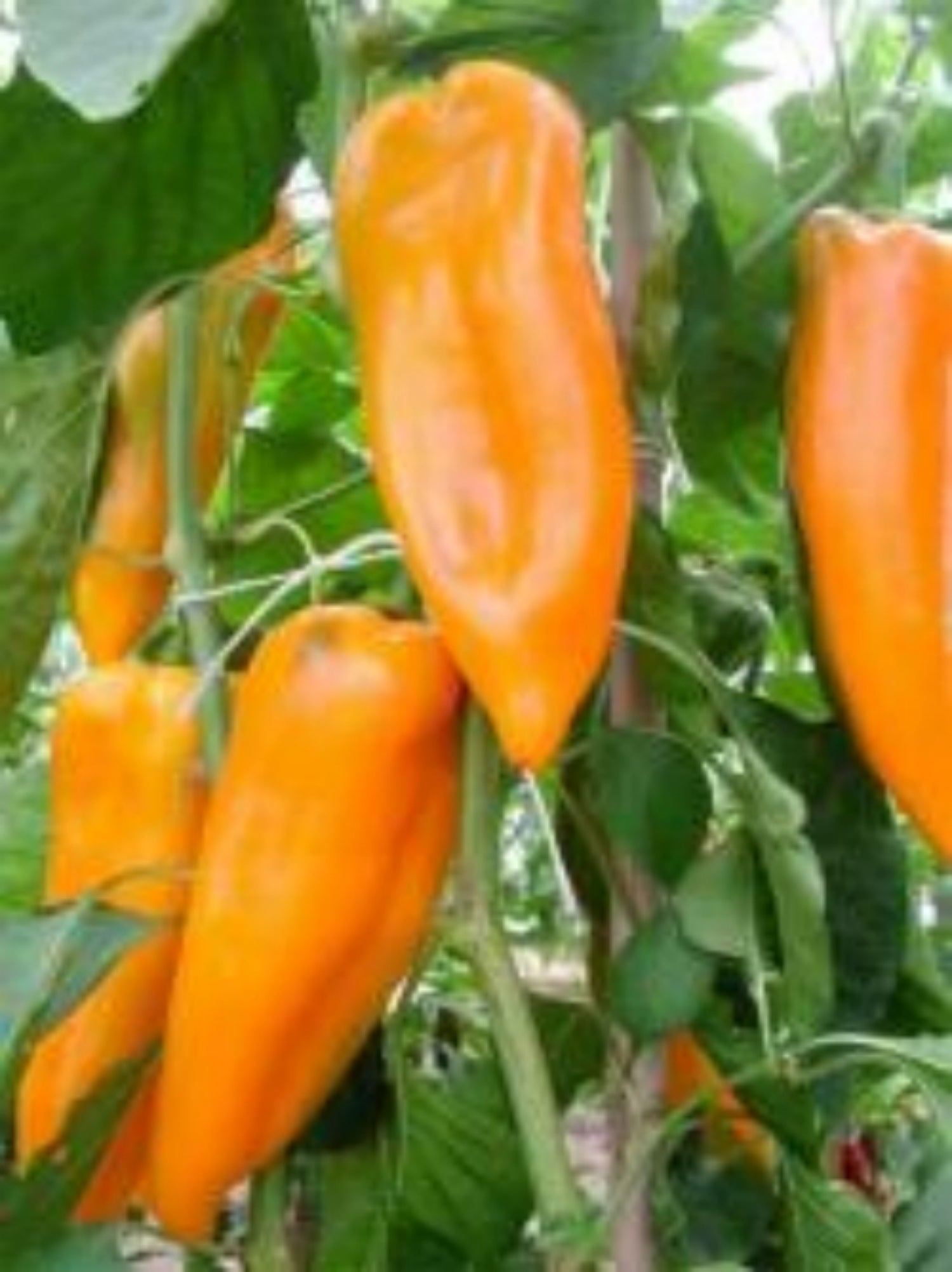 Corno Giallo Pepper - ohio heirloom seeds