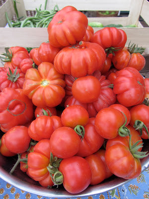 Costoluto Fiorentino Tomato - ohio heirloom seeds