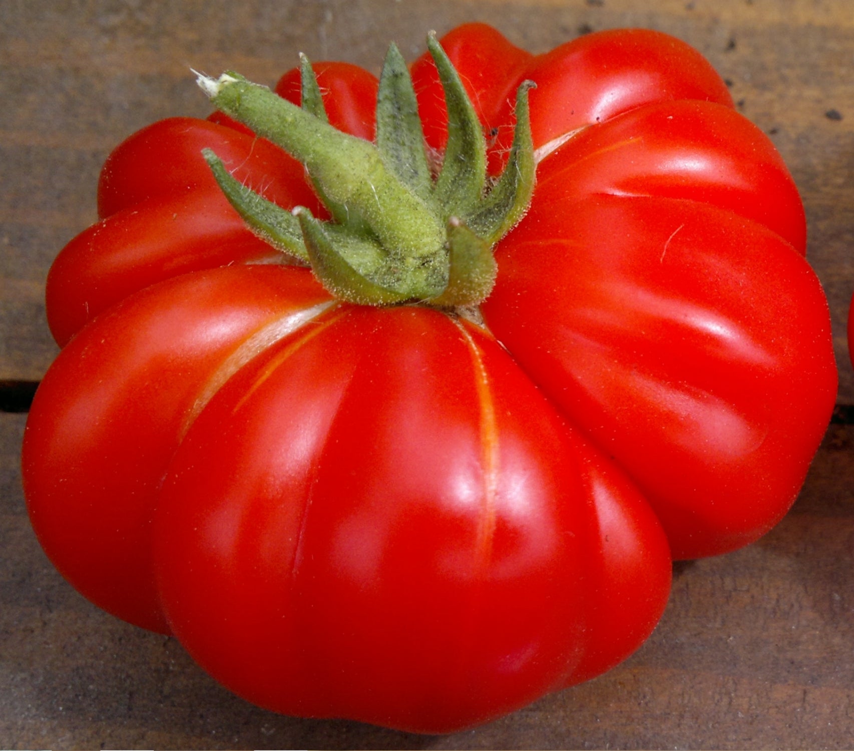 Costoluto Fiorentino Tomato - ohio heirloom seeds