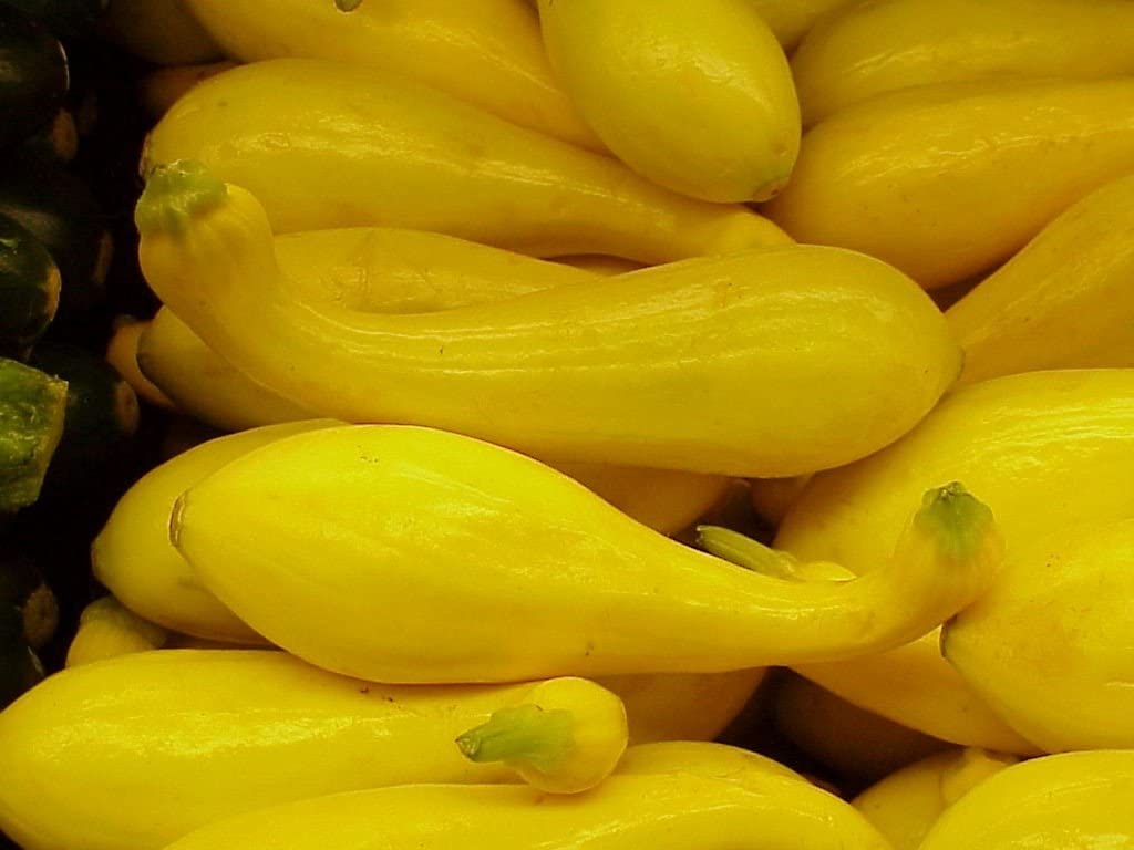 Crookneck Squash - 50+ seeds