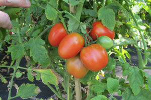De Barao Organic Tomato - ohio heirloom seeds