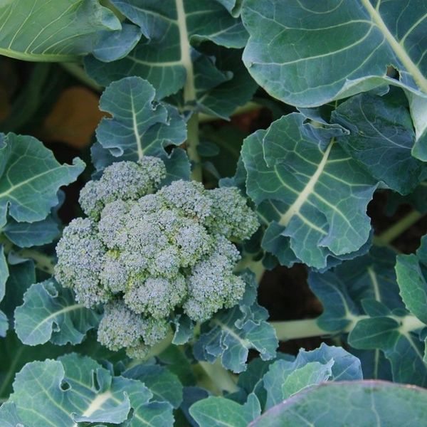 Broccoli Di Ciccio - ohio heirloom seeds