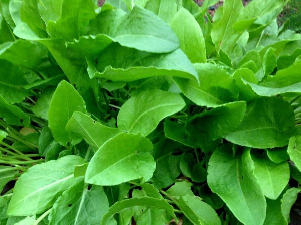 large leaf sorrel herb seeds for planting French Sorrel
