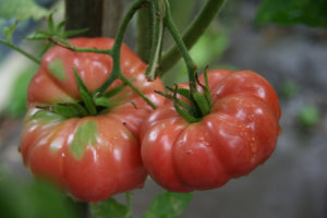 Giant Belgium Tomato - ohio heirloom seeds