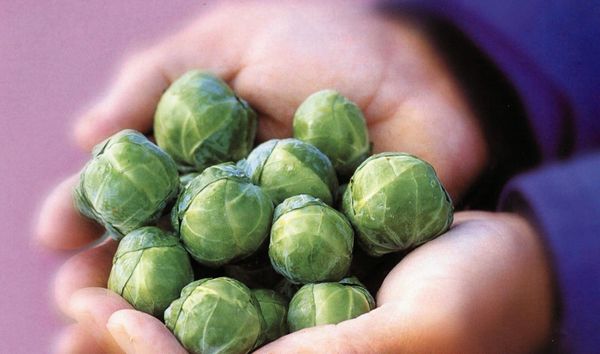 Brussels Sprouts - Half Dwarf - French - ohio heirloom seeds