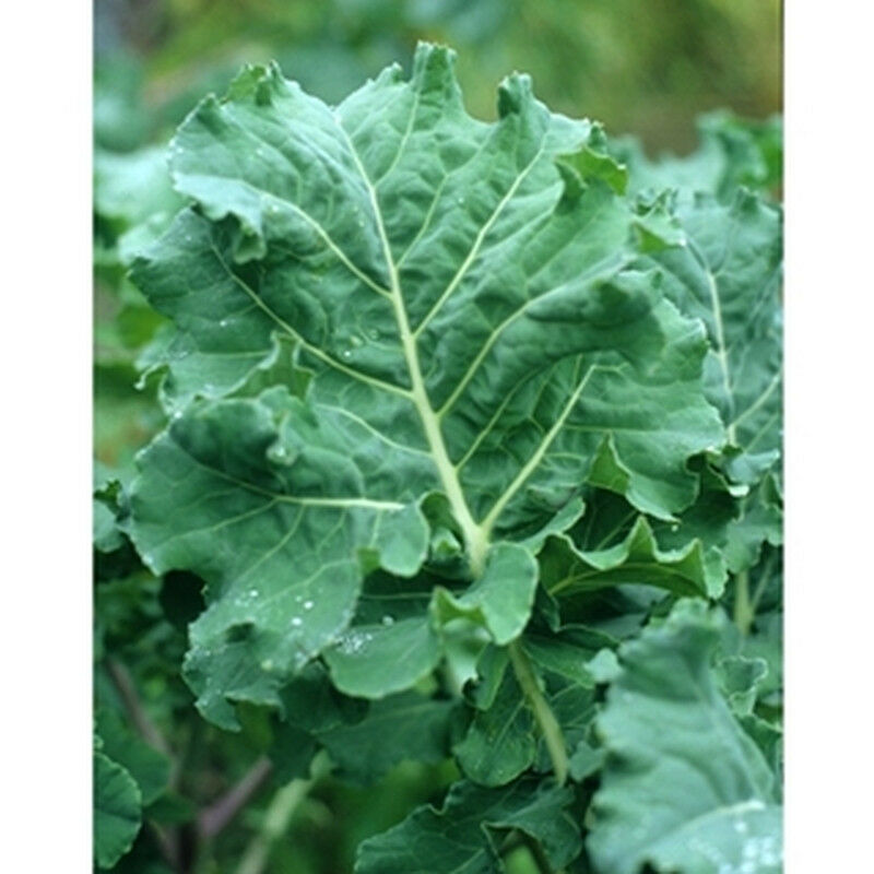 Hanover (Early, Premier) Kale - ohio heirloom seeds