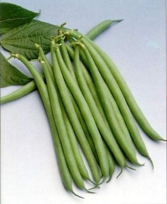 Haricot Verts Petite Filet - Green Bean - ohio heirloom seeds