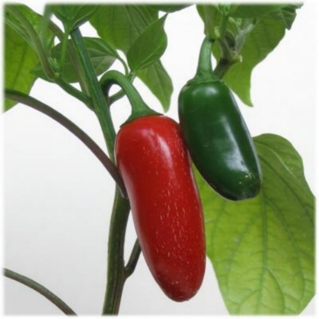 Early Jalapeno Pepper - ohio heirloom seeds
