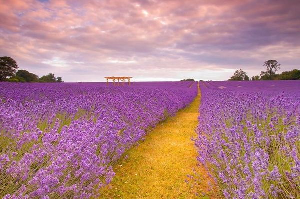 heirloom lavender plants Italian Lavender