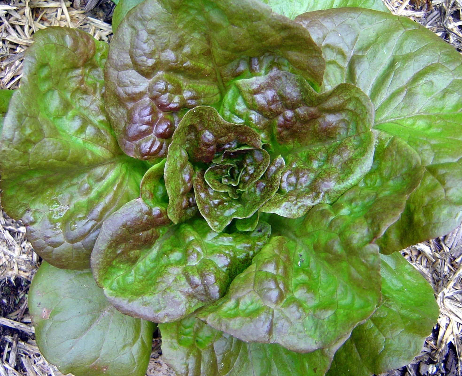 Mignonette Bronze Lettuce - ohio heirloom seeds