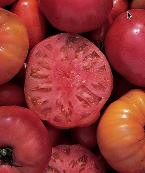 Mortgage Lifter Tomato - ohio heirloom seeds