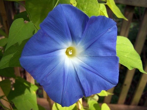 Morning Glory Flower - ohio heirloom seeds