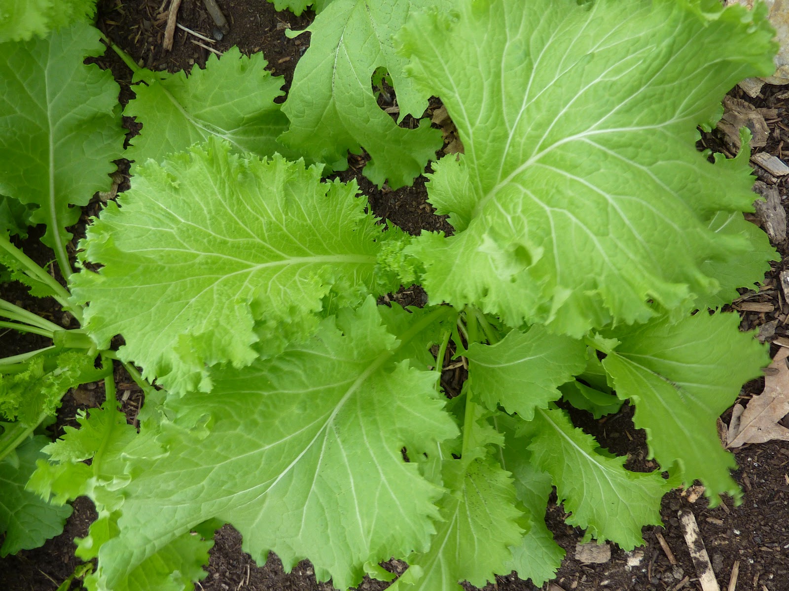Southern Giant Curled Mustard Greens - ohio heirloom seeds