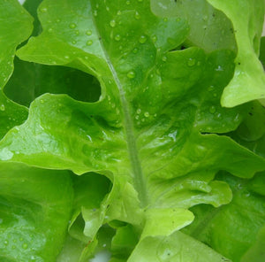 Oakleaf Lettuce Microgreens - 20,000+ seeds