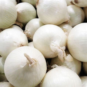 Sweet White Spanish Onion - ohio heirloom seeds