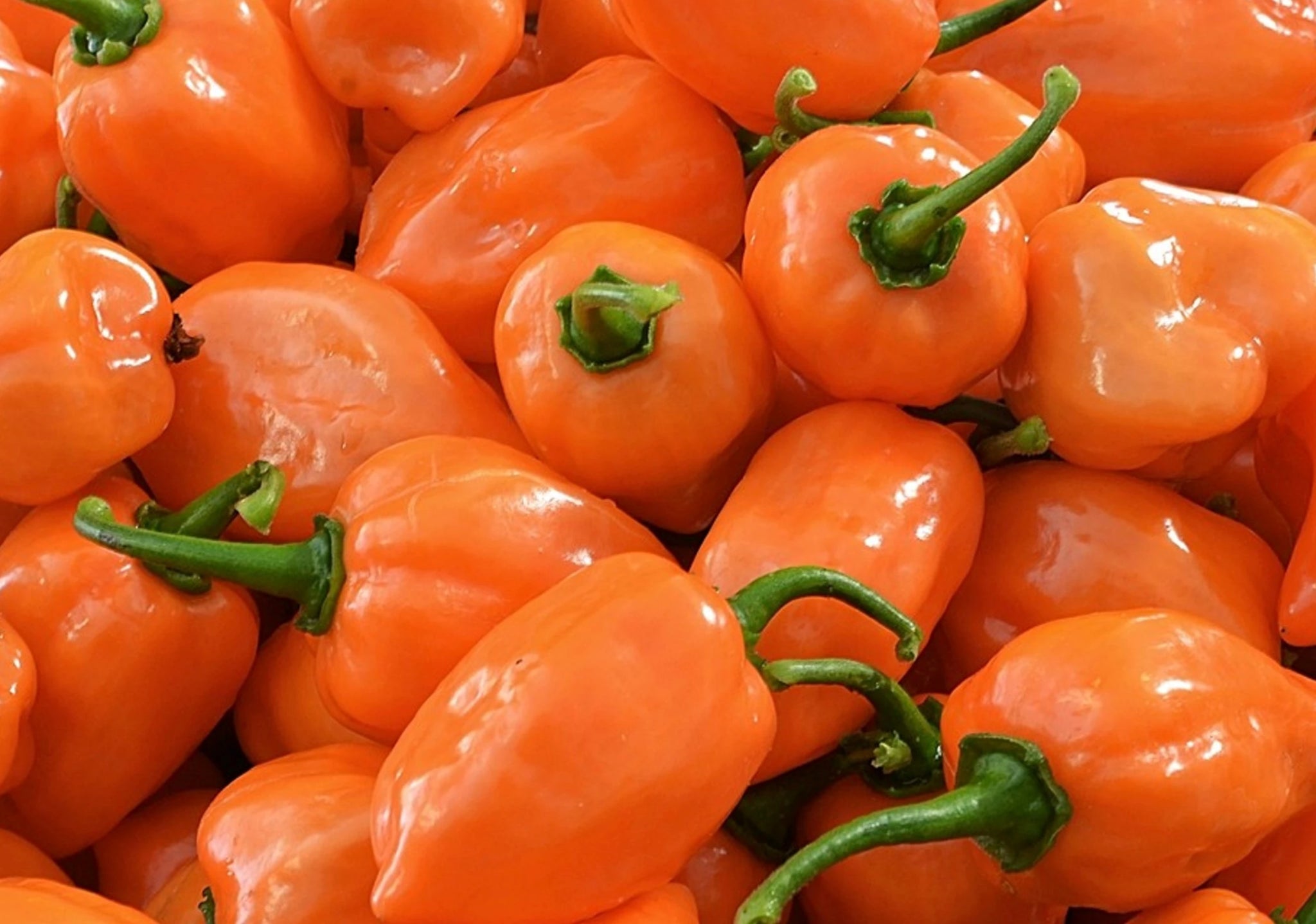 Orange Habanero Pepper - ohio heirloom seeds