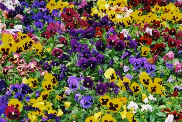 Pansy Swiss Giants Mix Flower - ohio heirloom seeds