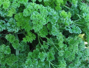 Moss Green Curled Parsley - ohio heirloom seeds