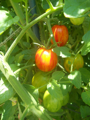 Russian Queen Organic Tomato - ohio heirloom seeds