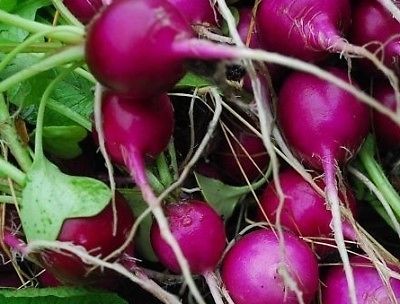 Purple Plum Radish - ohio heirloom seeds
