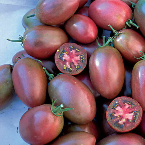russian rose tomato seeds Purple Russian Organic Tomato