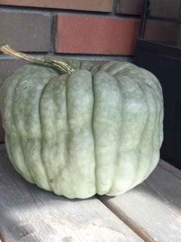 Queensland Blue Squash - 20+ seeds