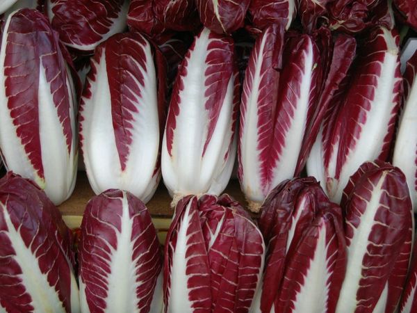 Radicchio - Rossa di Treviso Precoce Chicory Lettuce - ohio heirloom seeds
