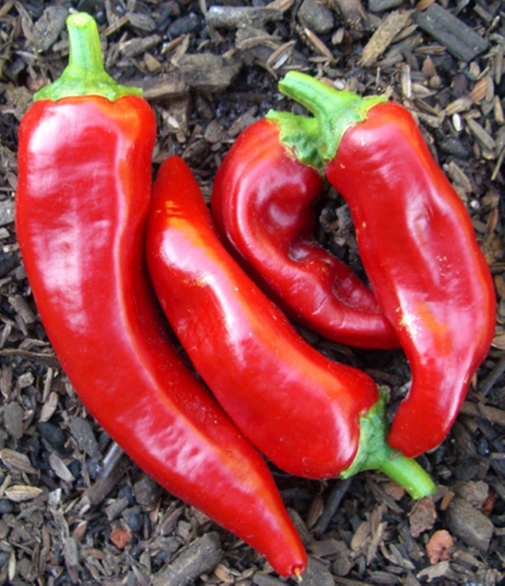 Red Marconi Pepper - ohio heirloom seeds