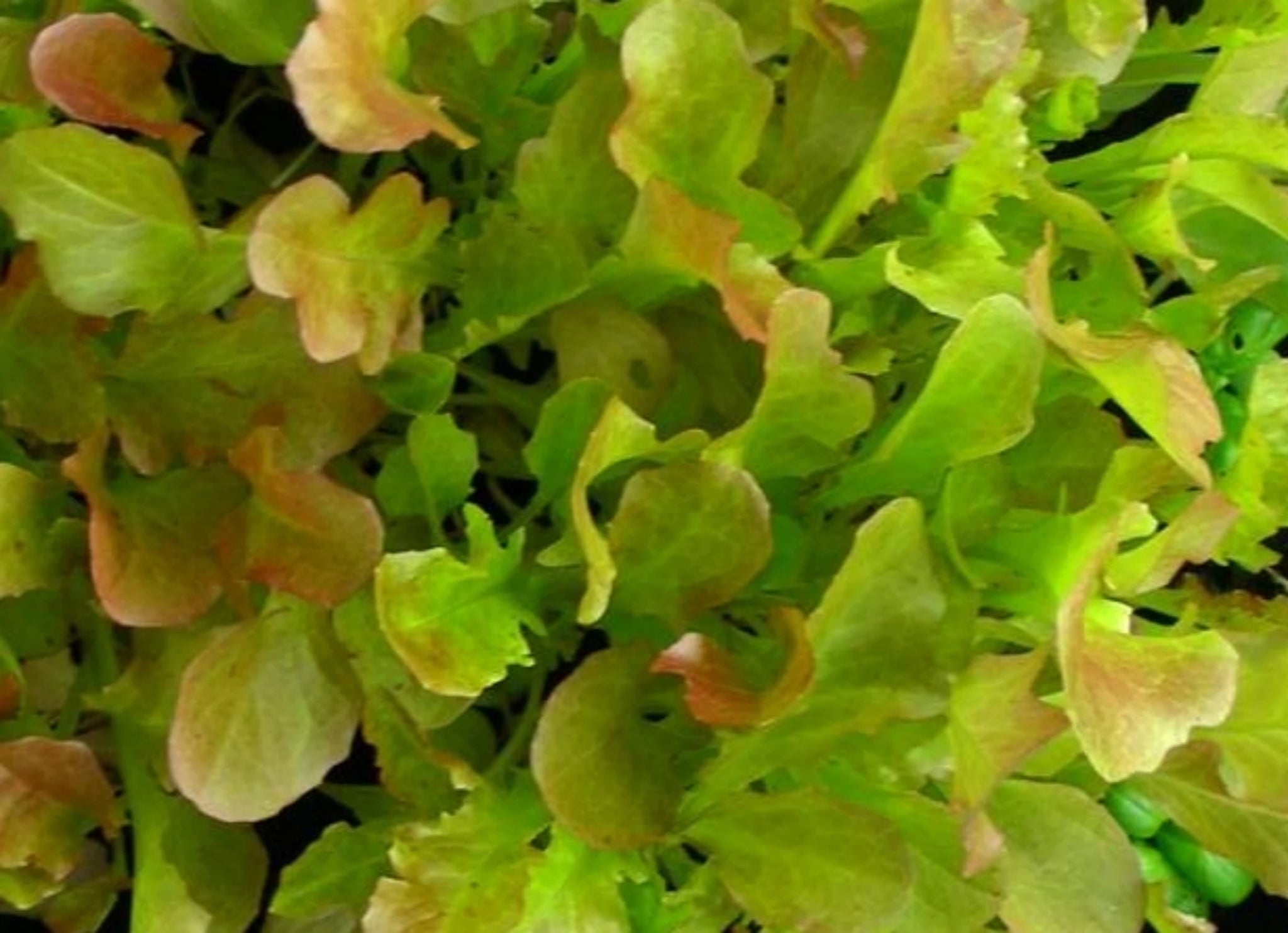 Red Salad Bowl Lettuce - ohio heirloom seeds