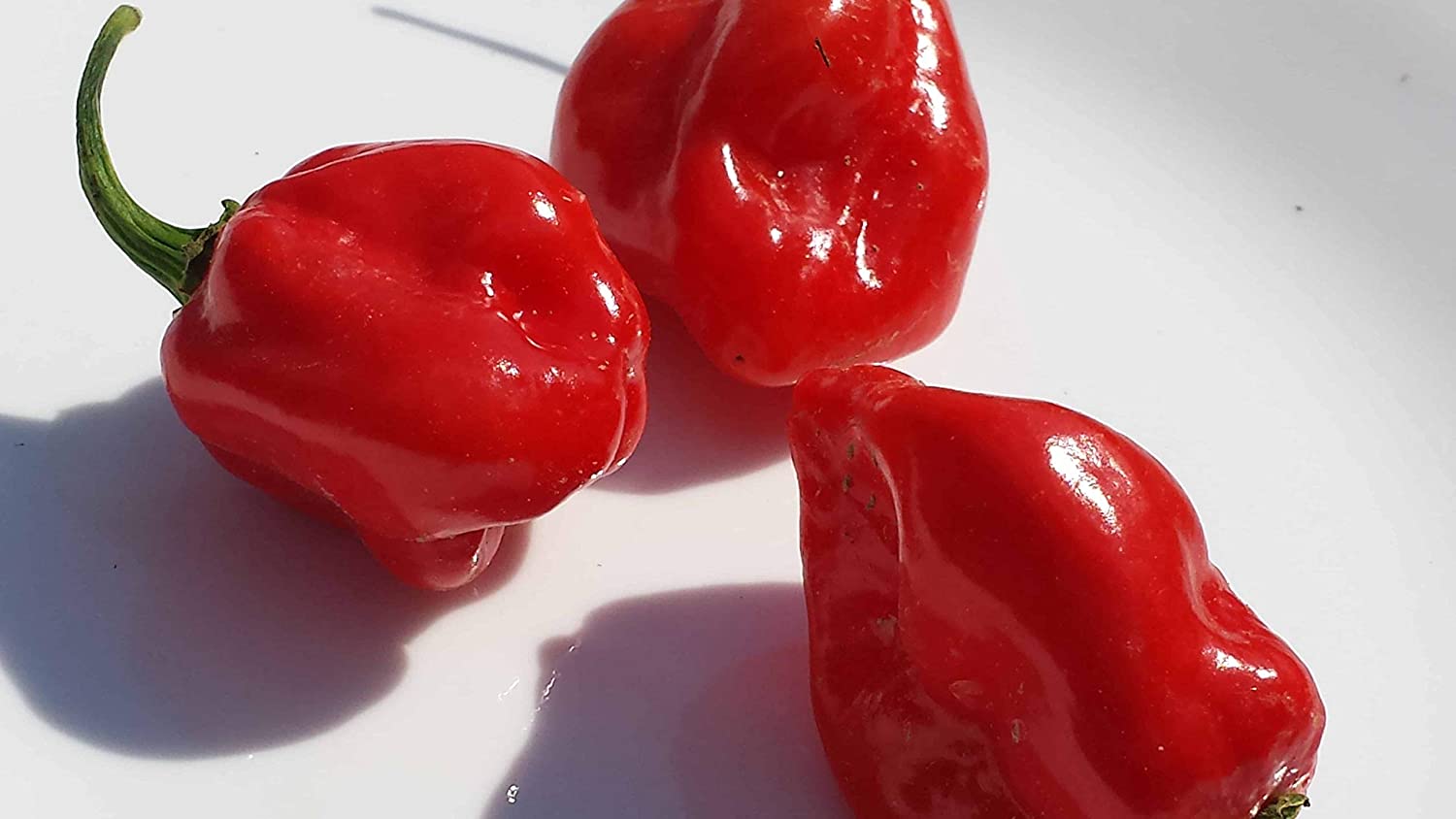 Red Habanero Hot Pepper - 40+ seeds