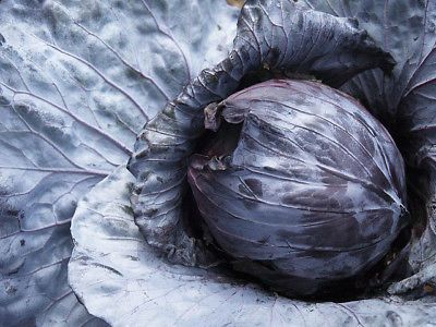 Mammoth Red Rock Cabbage - ohio heirloom seeds