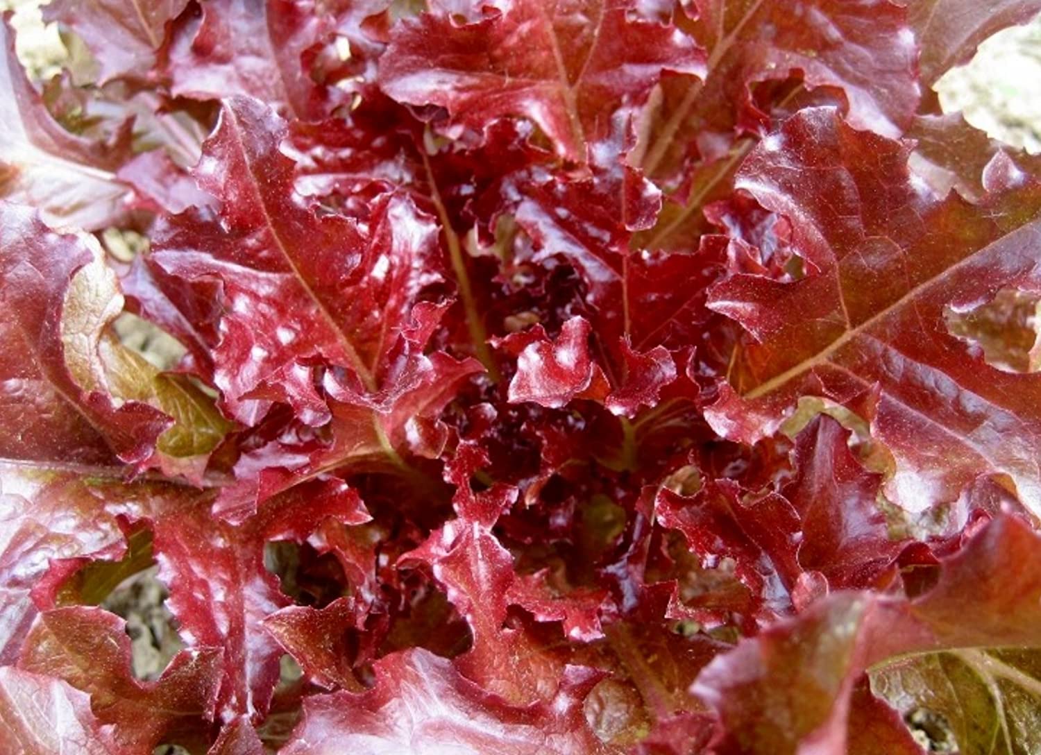 Red Salad Bowl Lettuce Microgreens