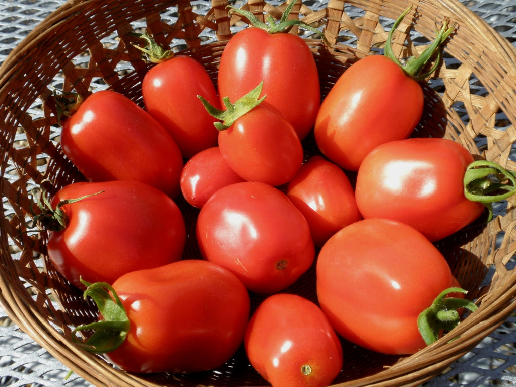 Roma VFN Tomato - ohio heirloom seeds