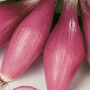 Rossa Lunga Onion - ohio heirloom seeds