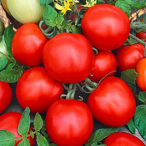 Rutgers Tomato - ohio heirloom seeds