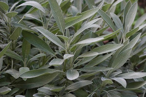 Sage Broad Leaf - ohio heirloom seeds