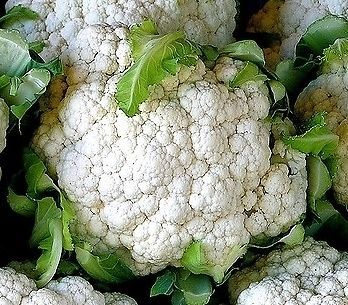 Cauliflower - Snowball Self-Blanching - ohio heirloom seeds