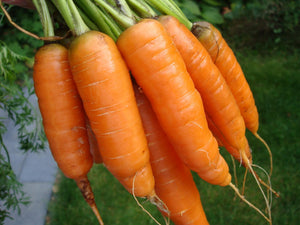Scarlet Nantes Carrot - ohio heirloom seeds