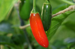 Serrano Pepper - ohio heirloom seeds