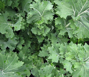 Siberian Kale - ohio heirloom seeds