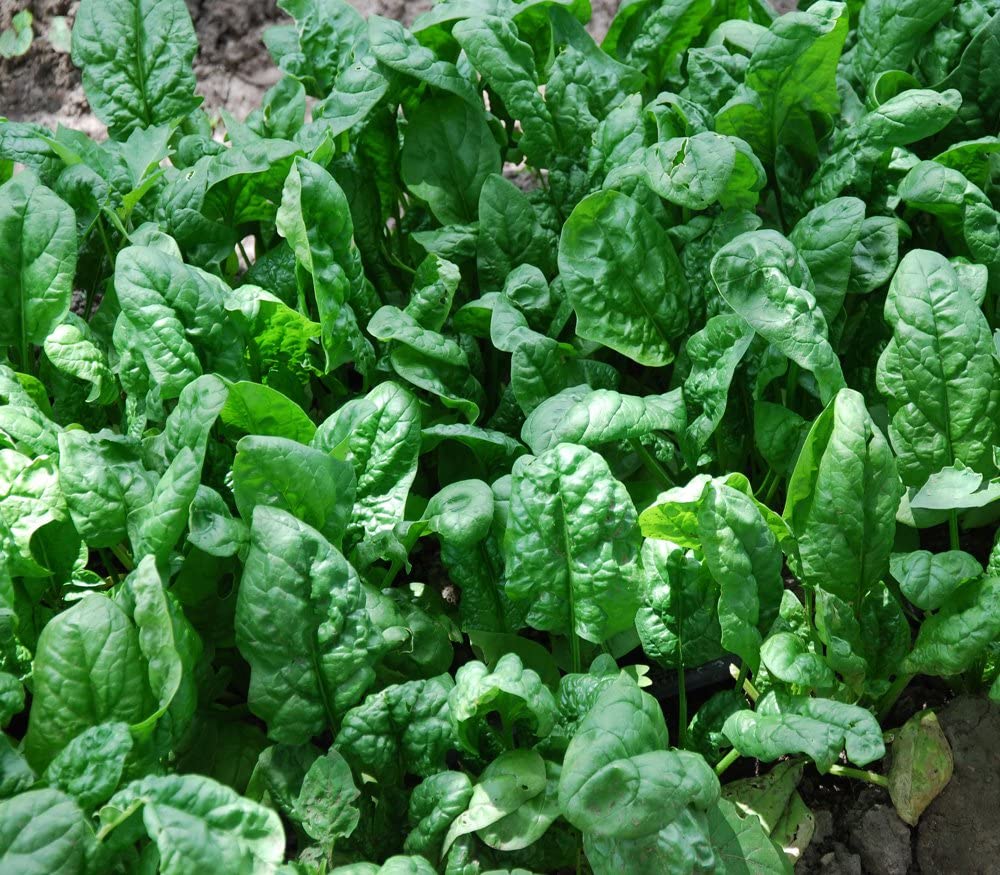 Spinach Giant Noble - 200+ seeds