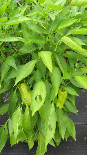 Stavros Organic Pepper - ohio heirloom seeds