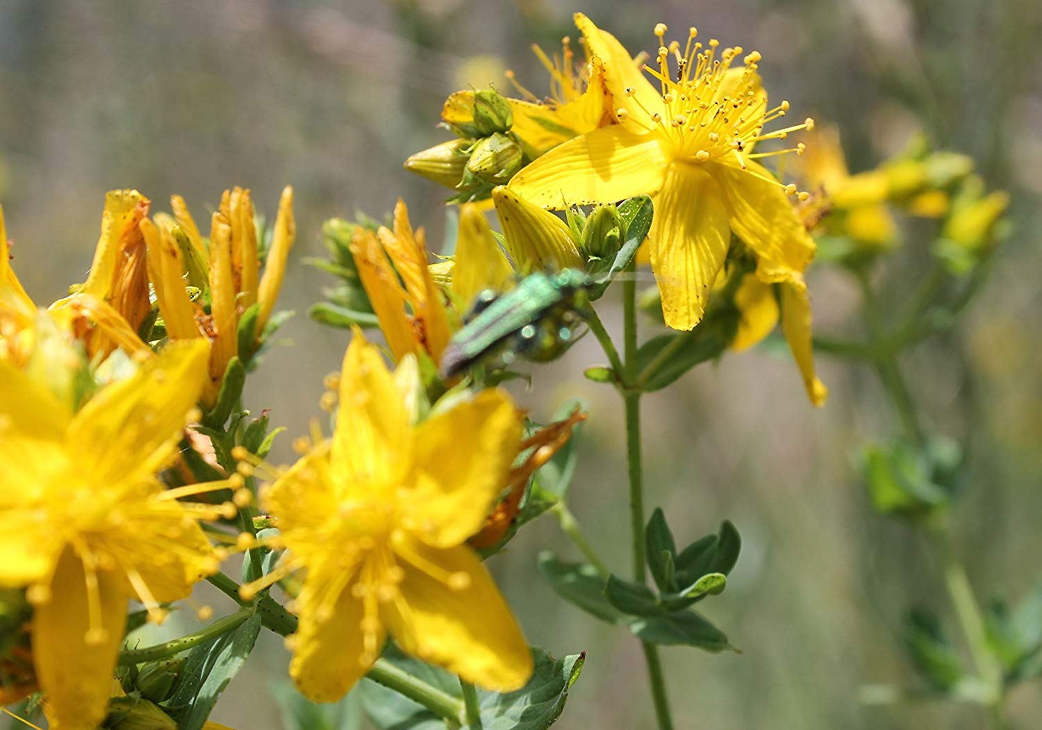 planting st john's wort seeds St. John's Wort