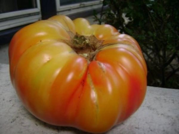 Mr. Stripey Tomato - ohio heirloom seeds