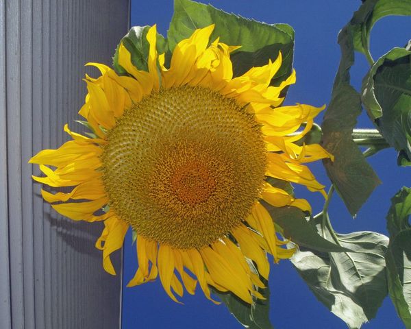 Sunflower Russian Mammoth - Helianthus - ohio heirloom seeds